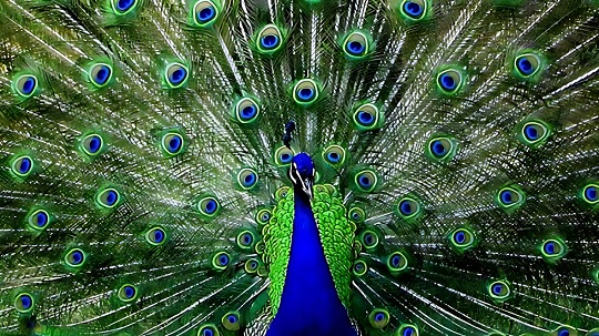 40+ Funny Peacock Jokes: A Plumage of Humor!