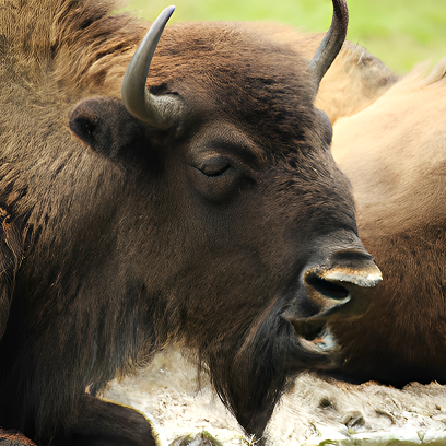 27+ Funny Bison Jokes