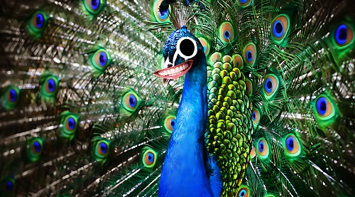 40+ Funny Peacock Jokes: A Plumage of Humor!